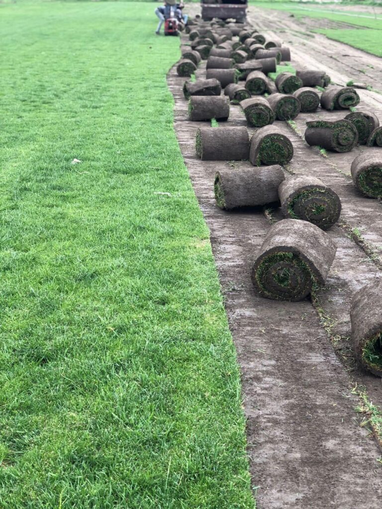 عشب طبيعي (1)