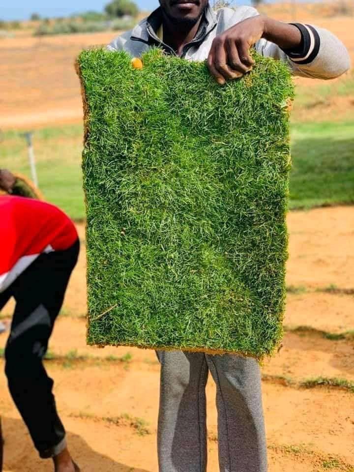 عشب طبيعي (2)