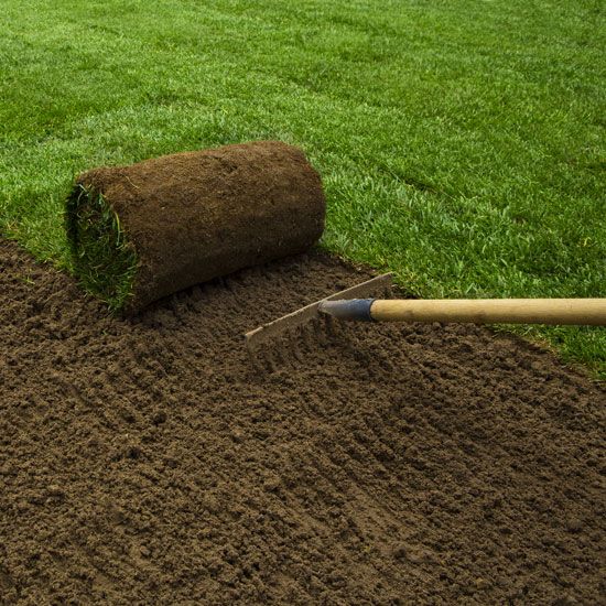 عشب طبيعي (5)