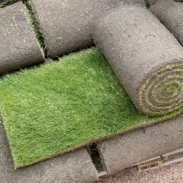 عشب طبيعي (7)