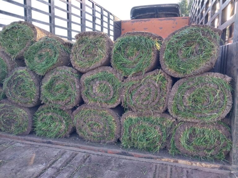 قص اشجار ومعالجة الامراض (1)