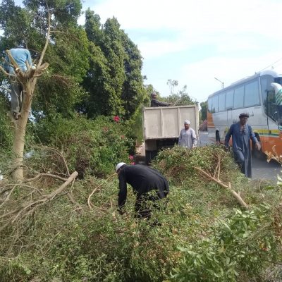 قص اشجار ومعالجة الامراض (13)