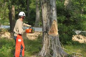 قص اشجار ومعالجة الامراض (14)