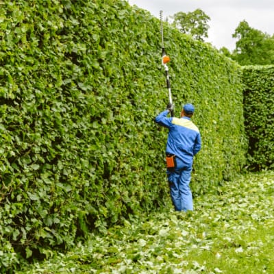 قص اشجار ومعالجة الامراض (6)