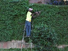 قص اشجار ومعالجة الامراض (8)