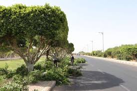 قص اشجار ومعالجة الامراض (9)